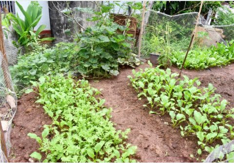 cara menanam pakcoy di tanah