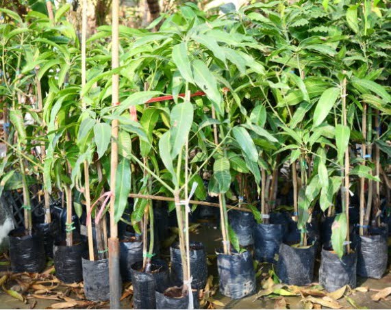 pupuk yang digunakan untuk pohon mangga